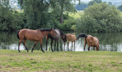 Fototapeta premium Pferde am fluss