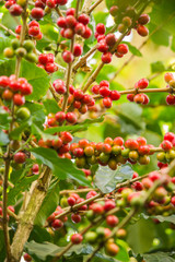 Obraz premium Coffee Beans in the tree