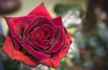 Single red-orange rose