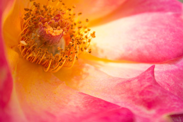 Detail of a dark pink rose