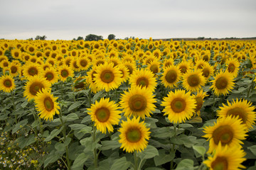 Sonnenblumen