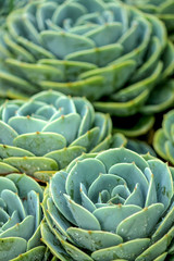 Fototapeta premium Succulents