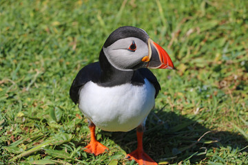 Papageientaucher auf Lunga, Schottland 34