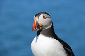 Papageientaucher auf Lunga, Schottland 28