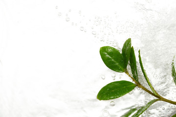 水と植物の葉