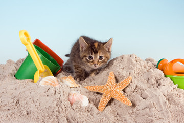 Kitty on a beach