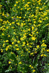 Gewöhnlicher Hornklee