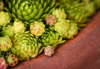 Fototapeta premium detail of rocky roses