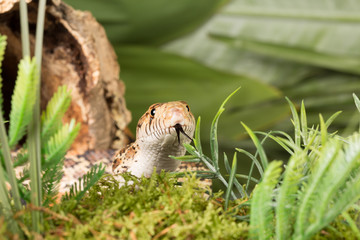 Snake in grass