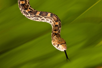 Bullsnake tongue
