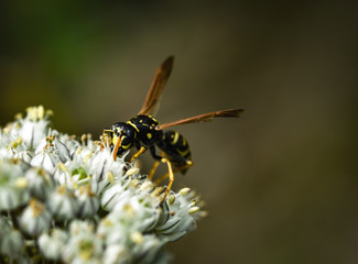 wasp on the white flower