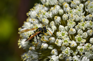 wasp on the white flower blooms