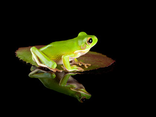 Frog sitting on leaf