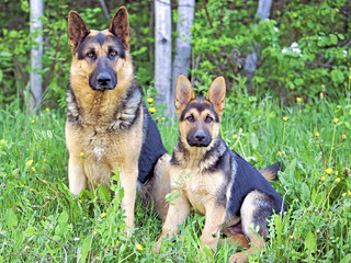 German Shepherd Dog and puppy sitting together in summer field, trees in background.