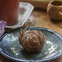 Dino plant, Roses from Jericho, Selaginella lepidophylla