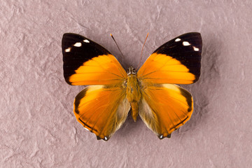 Fototapeta na wymiar Brown spotted butterfly