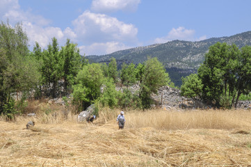 Fototapeta na wymiar Traditional wheat harvest