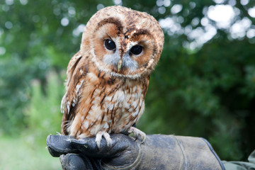 Young Tawny Owl