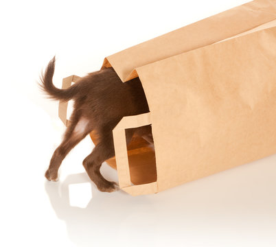 Doggy In A Paper Bag
