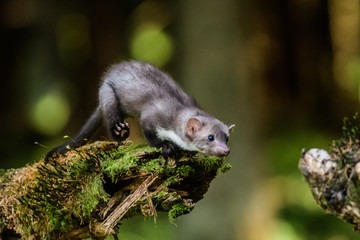 Stone Marten