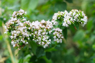 Kräuter im Garten - Echter Dost, wilder Majoran, Oregano in Blüte (Origanum vulgare) Gartenkräuter, mediterane Würze in der Küche, Bieneweide und futter für Insekten