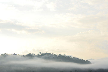 Misty forest at Hala Bala wildlife sanctuary, Thailand