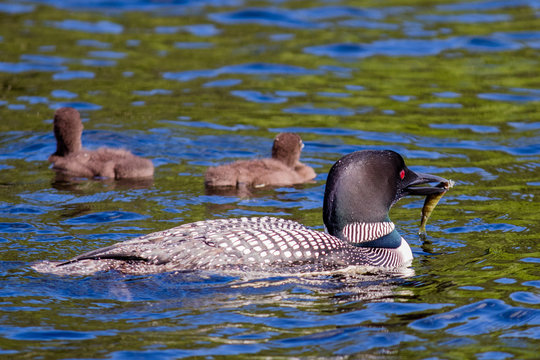 Parent Loons feeding Kids