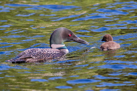 Parent Loons feeding Kids