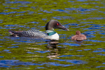 Parent Loons feeding Kids