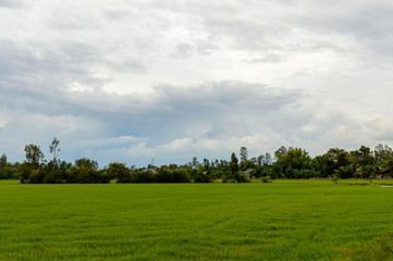 Fototapeta na wymiar Rice field in the Vietnam