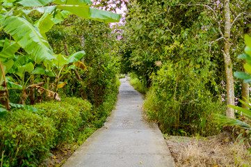 Concrete pathway or walkway in jungle forest