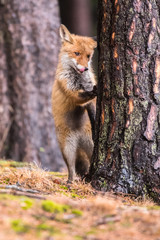 Red fox in the woods(Vulpes vulpes)