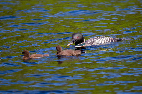 Parent Loons feeding Kids