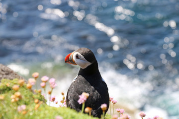 Papageientaucher auf Staffa, Schottland 4