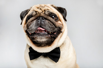 studio shot of funny pug dog in bow tie, isolated on grey