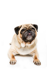 studio shot of cute pug dog, isolated on white