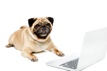 studio shot of pug dog lying with laptop, isolated on white