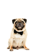 studio shot of funny pug dog in bow tie, isolated on white