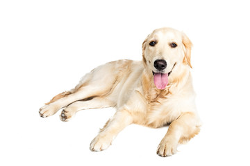 golden retriever dog lying and looking away, isolated on white