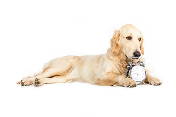 golden retriever dog lying near alarm clock, isolated on white
