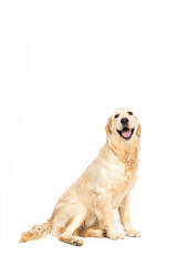 golden retriever dog sitting and looking away, isolated on white
