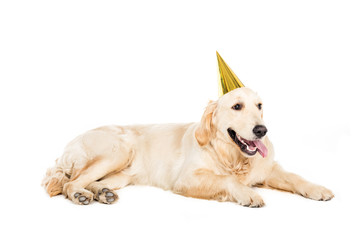 funny golden retriever dog in golden party hat, isolated on white