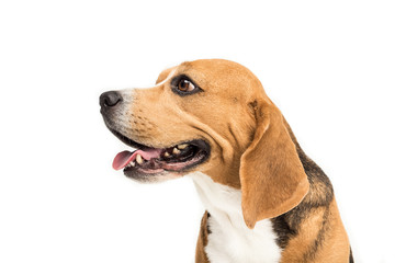 portrait of cute furry beagle dog, isolated on white