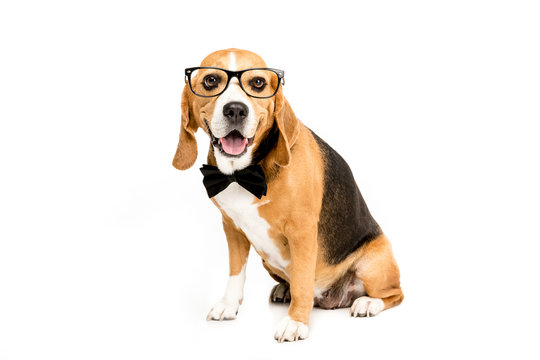 funny beagle dog sitting in eyeglasses and bow tie, isolated on white