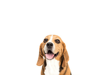 portrait of cute furry beagle dog, isolated on white