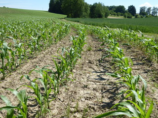 Symmetrical corn field - 165418921