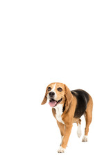 cute furry beagle dog walking isolated on white