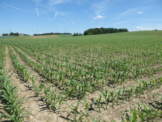 Symmetrical corn field - 165418940