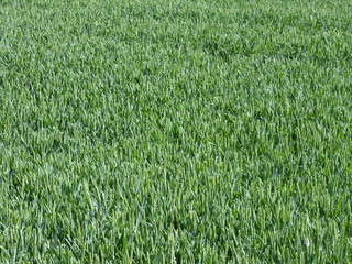 Texture of corn field - 165418941