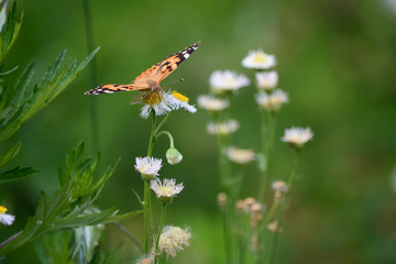 A colorful butterfly known as painted lady.
